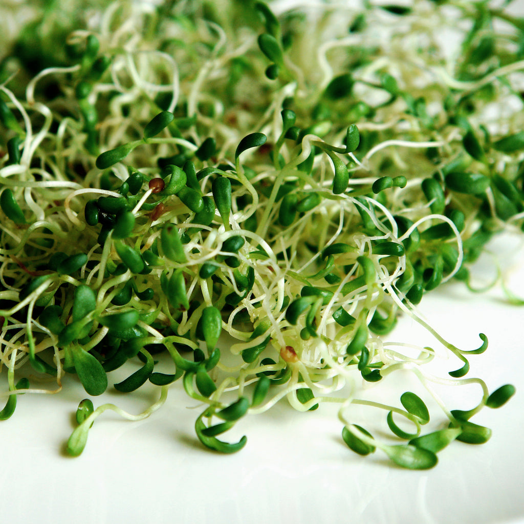 Germeni de lucerna - Alfalfa sprouts