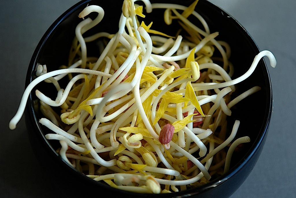 Muguri de fasole mung- Mung Bean Sprouts